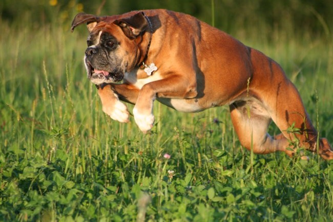 Nala - foto povečava