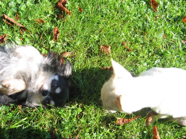 Sassy&Coco - foto povečava
