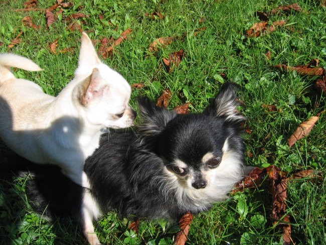 Sassy&Coco - foto povečava