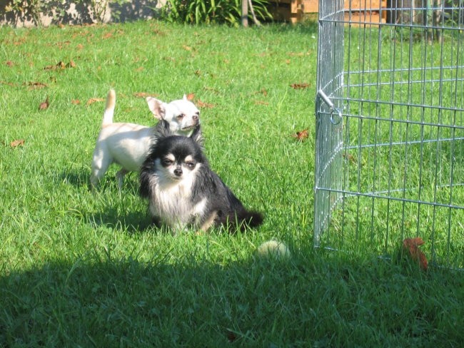 Sassy&Coco - foto povečava