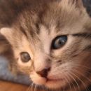 Lila