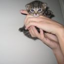 Lila