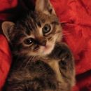 Lila