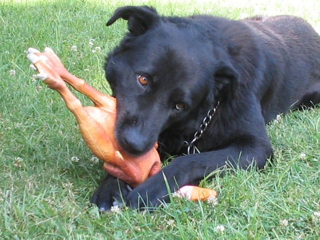 Sassy,Staffy,Shiva - foto povečava