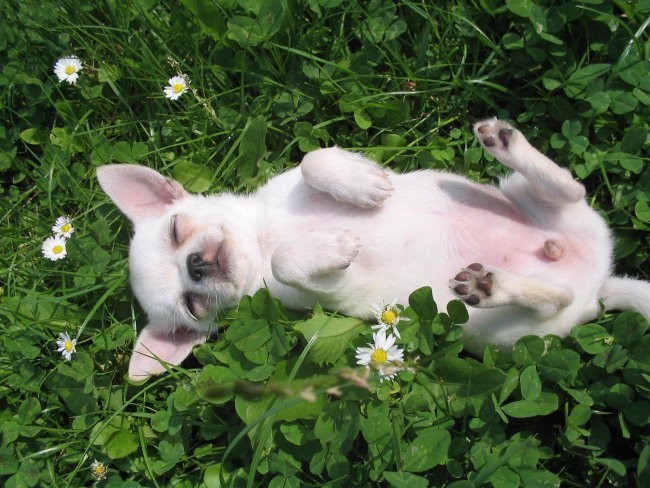 Sassy,Staffy,Shiva - foto povečava