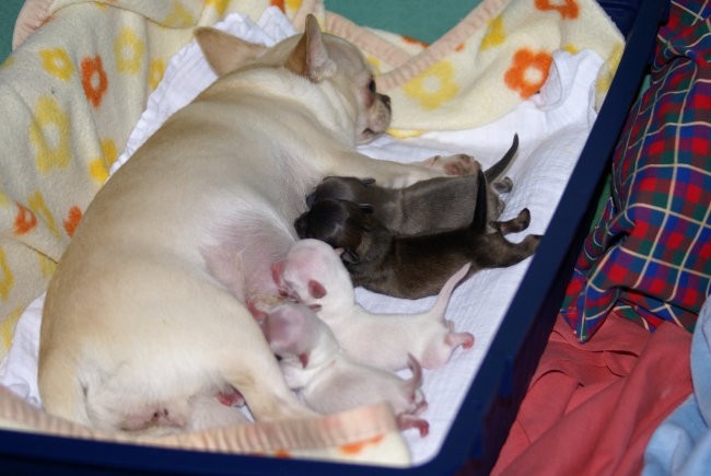Sassy & puppies - foto povečava