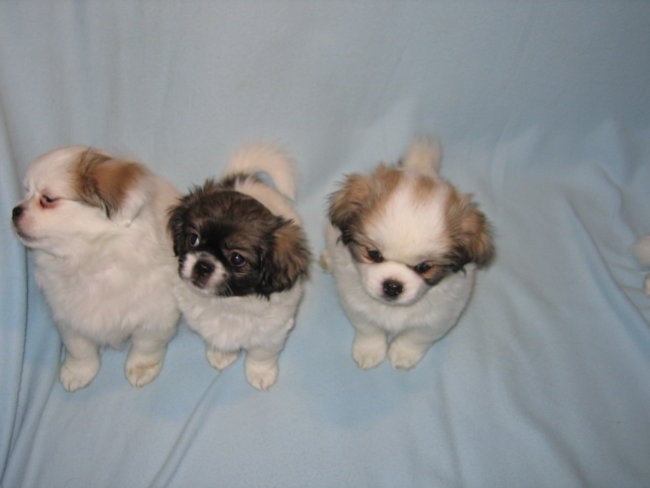 Lobsang-Tibetan spaniel kennel - foto povečava