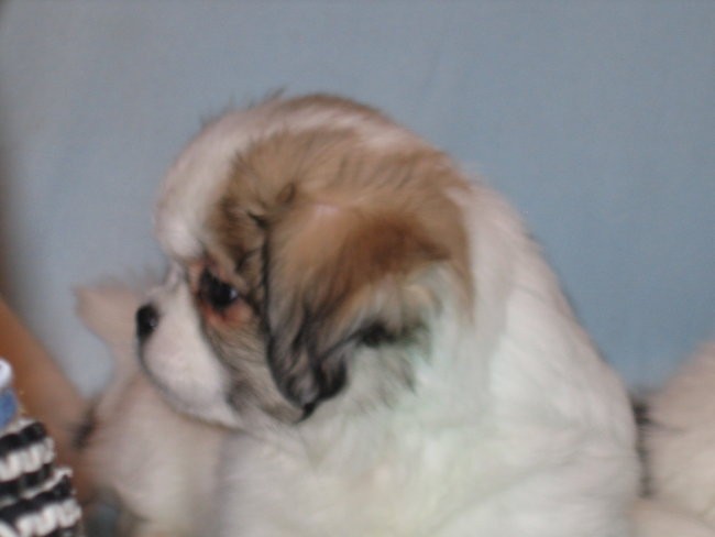 Lobsang-Tibetan spaniel kennel - foto povečava