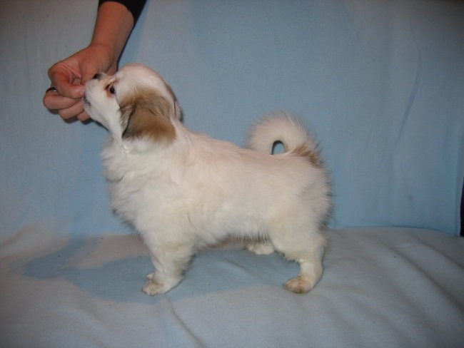 Lobsang-Tibetan spaniel kennel - foto povečava