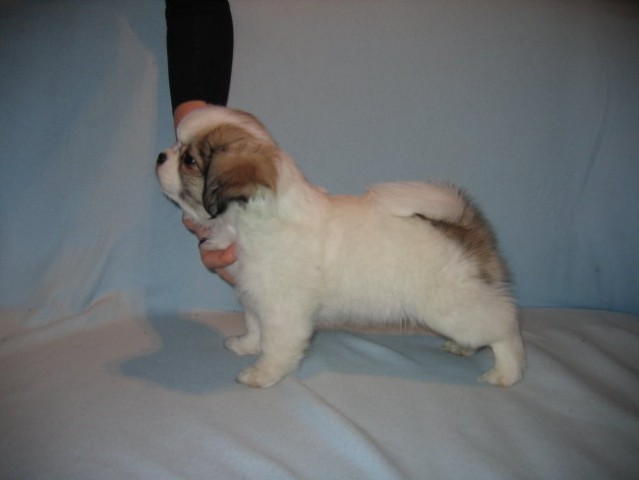 Lobsang-Tibetan spaniel kennel - foto