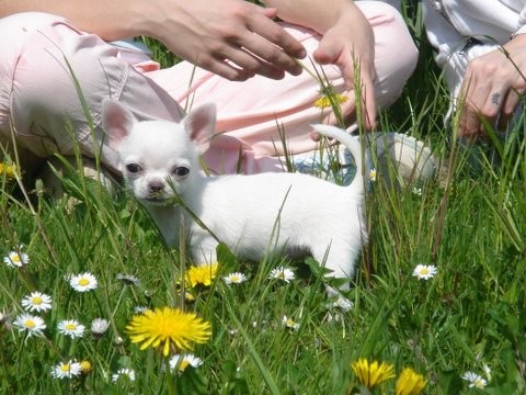 Bianca & Blue - foto povečava