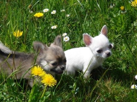 Bianca & Blue - foto povečava