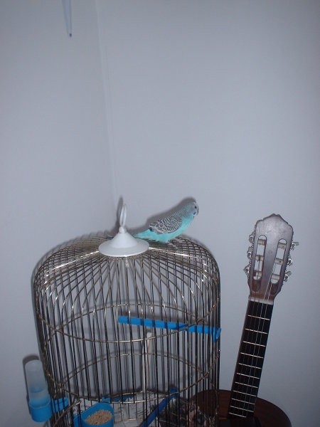 Žile - foto povečava