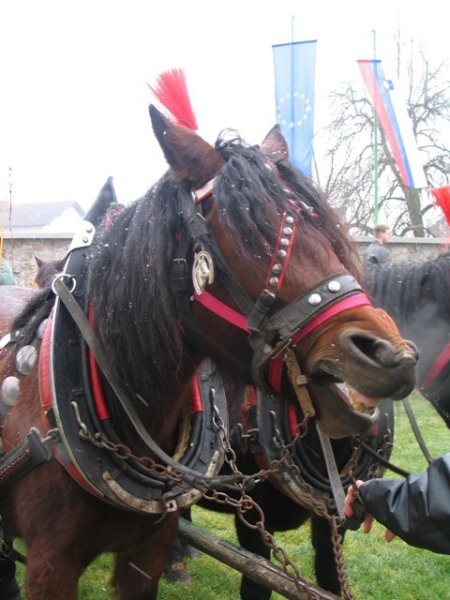 Blagoslov konj - Štefanovo 2005 - foto povečava