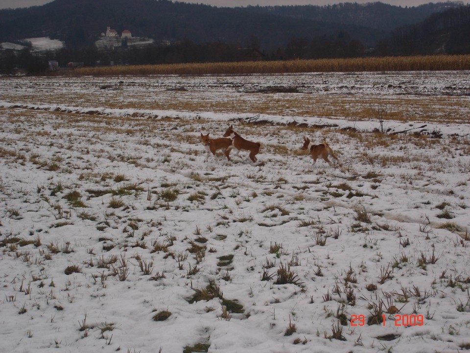 Argus - foto povečava