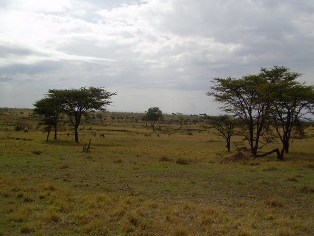 Kenija - foto