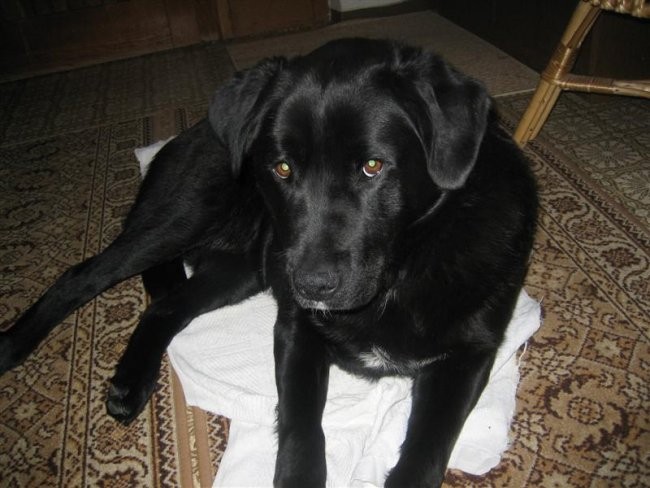 Dik-februar 2006 (9 mesrcev)