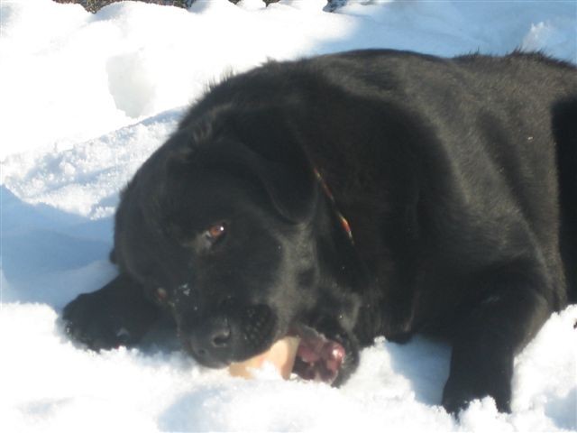 Dik-januar 2006 (8 mesecev)