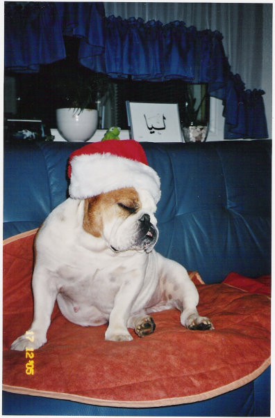 Diva - foto povečava