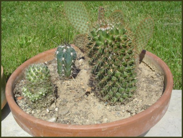 Zbirka kaktusov - foto