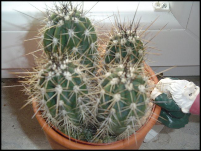 Zbirka kaktusov - foto povečava