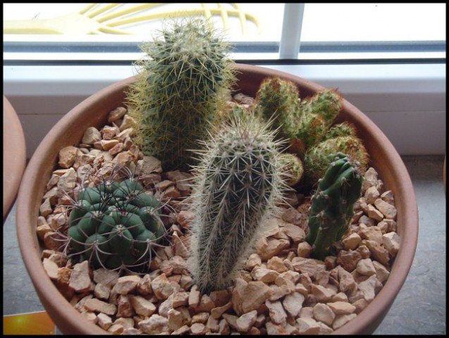 Zbirka kaktusov - foto