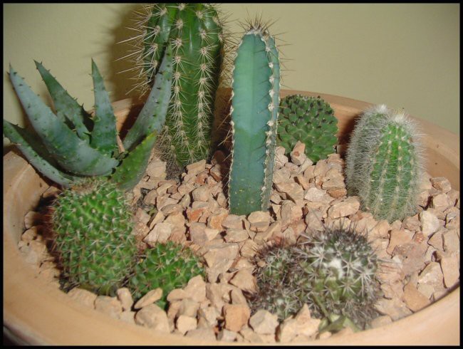 Zbirka kaktusov - foto povečava