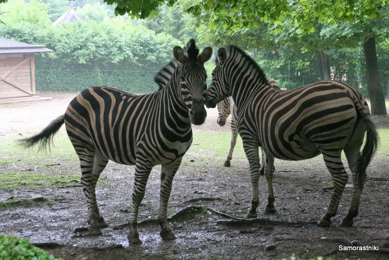 Živalski vrt 2009 - foto povečava