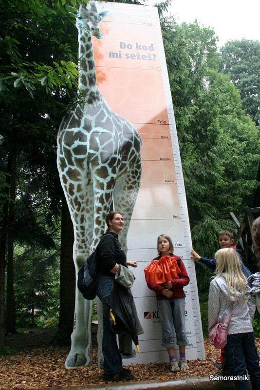 Živalski vrt 2009 - foto povečava