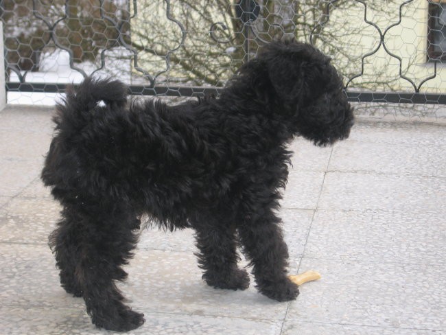 Balder jezerski terier ( 9 - 10 tednov) - foto povečava