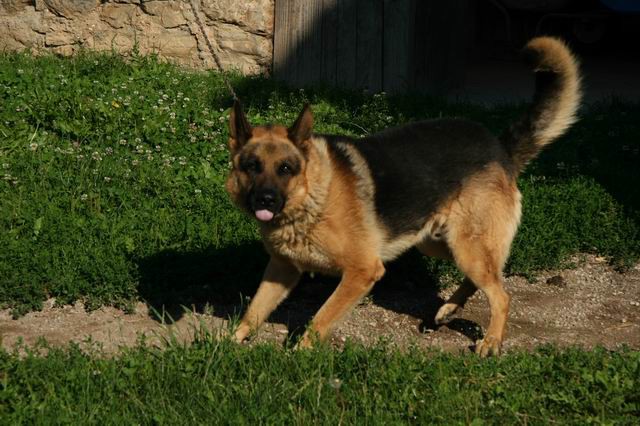 Tošč, Gonte, 14.7.2007 - foto