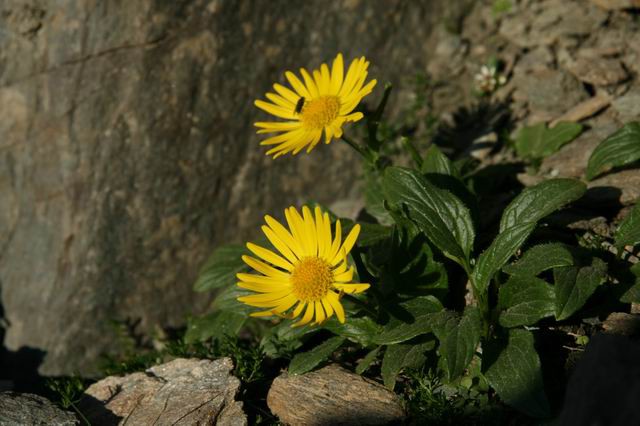 Großglockner (Veliki Klek), 21.7.2007 - foto