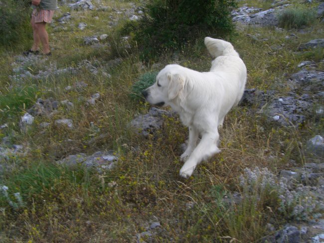 Pašman, Črna gora-28.6-5.7.06 - foto povečava