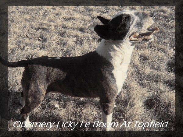  	Quarnery Licky Le Boom at Topfield - foto