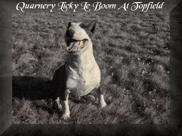  	Quarnery Licky Le Boom at Topfield - foto povečava