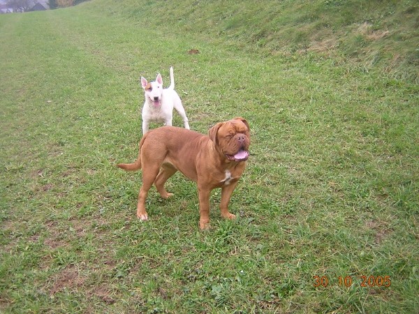 Topfield Dogue de bordeaux - foto povečava