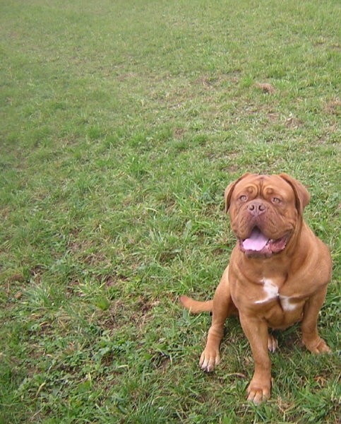 Topfield Dogue de bordeaux - foto povečava