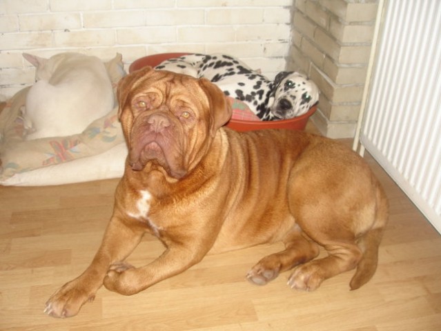 Topfield Dogue de bordeaux - foto