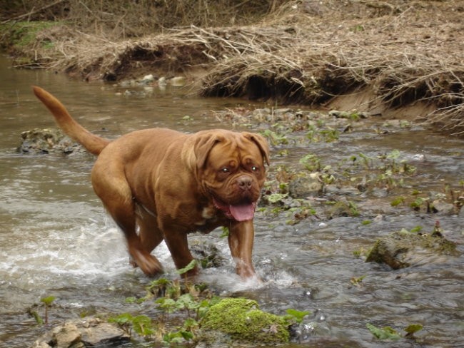 Topfield Dogue de bordeaux - foto povečava