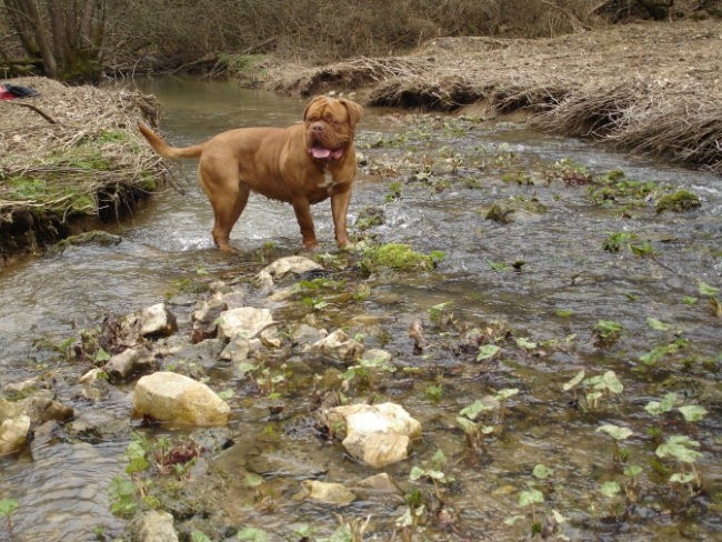 Topfield Dogue de bordeaux - foto povečava