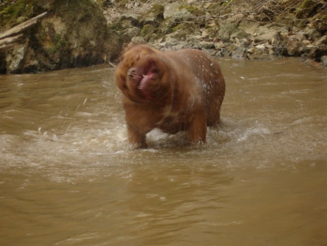 Topfield Dogue de bordeaux - foto povečava