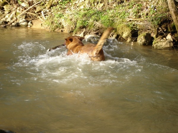 Topfield Dogue de bordeaux - foto povečava