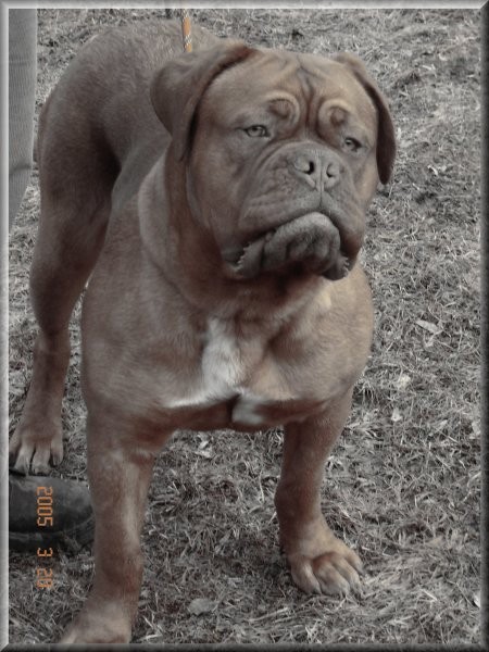 Topfield Dogue de bordeaux - foto povečava