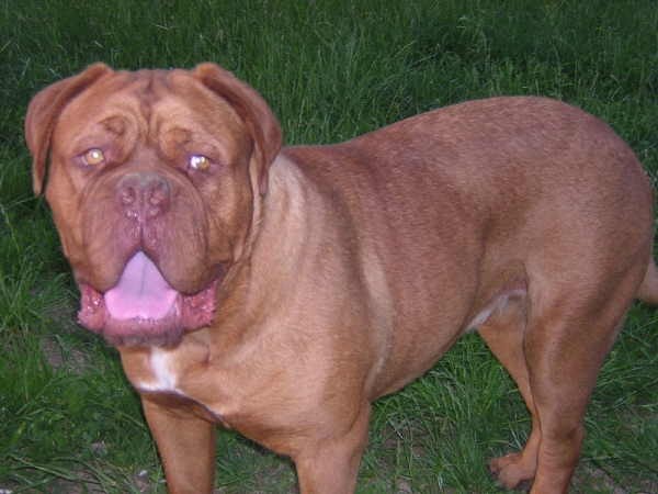 Topfield Dogue de bordeaux - foto povečava