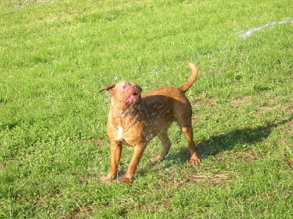 Topfield Dogue de bordeaux - foto povečava