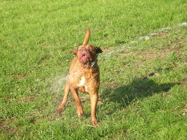 Topfield Dogue de bordeaux - foto