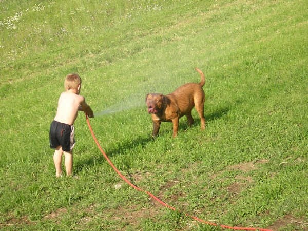 Topfield Dogue de bordeaux - foto