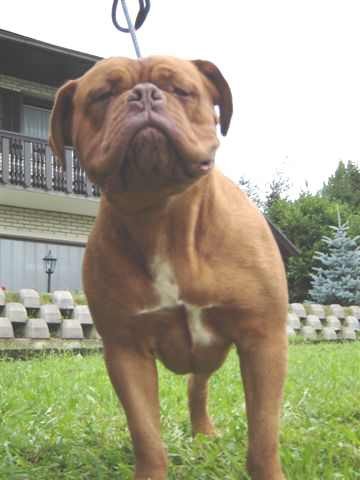 Topfield Dogue de bordeaux - foto povečava