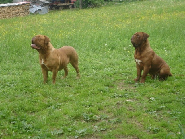 Balu Nino De La Calle - foto povečava