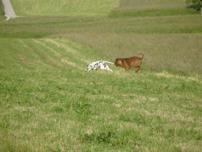 Balu Nino De La Calle - foto povečava